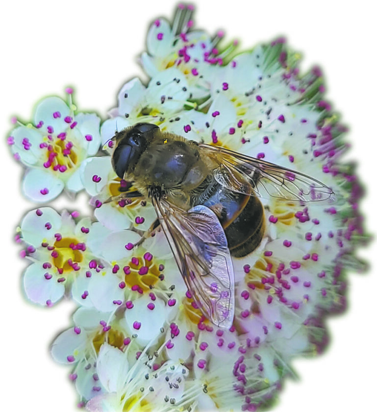 Flies are pollinators, too News, Sports, Jobs The Vindicator